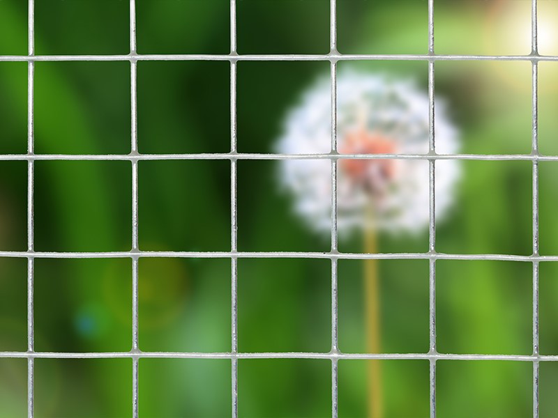 Galvanized welded wire mesh 4 Galvanized welded wire mesh 4