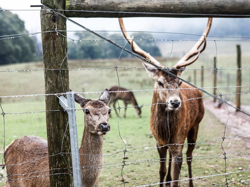 fixed knot forest fence fixed knot forest fence