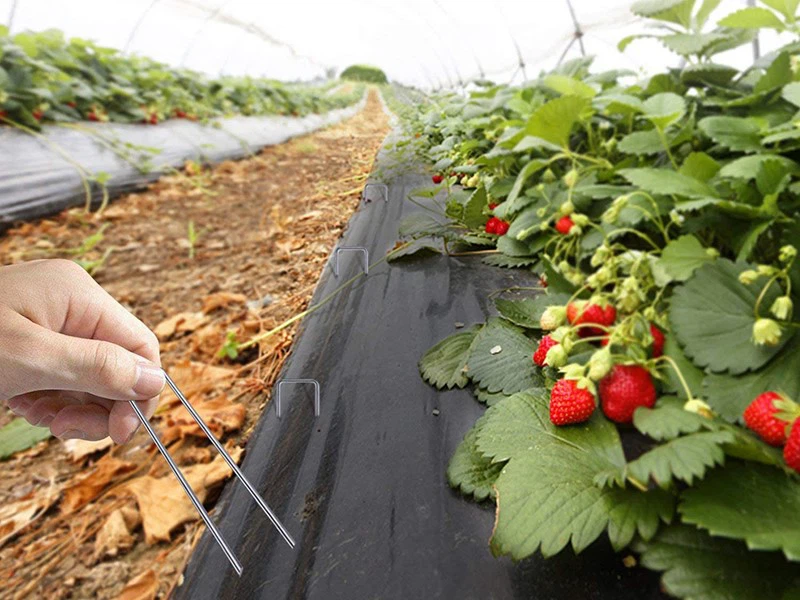 galvanized ground staple galvanized ground staple